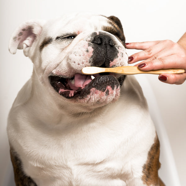 Guide to brushing your dogs teeth