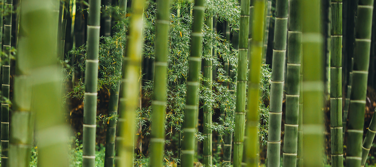 bamboo is a renewable resource