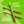 Chomp bamboo flossing toothbrush