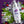 Bottle of CHENP Fresh! Mouthwash with berries and ice on a purple background