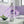 Silver bottle of Chomp Fresh! mouthwash on a bathroom counter with purple bubbles and a purple tiled wall.