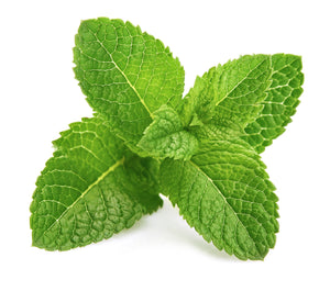 Fresh green mint leaves with serrated edges and prominent veins, photographed on a clean white background.